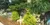 Anakeesta Mountain has beautiful gardens