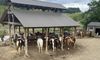 Pigeon Forge Horseback Riding - the kids still talk about this part of our vacation!