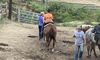 Gold Rush Stables - Pigeon Forge Horseback Riding was so amazing!
