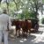 Ox Drawn Cart at Colonial Williamsburg