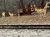Silver Dollar City - train ride