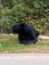 Bear on the Smoky Mountain Tour