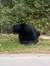 Bear on the Smoky Mountain Tour