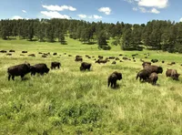 Bison with the Mount Rushmore and Black Hills Tour