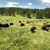 Bison with the Mount Rushmore and Black Hills Tour
