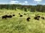 Bison with the Mount Rushmore and Black Hills Tour