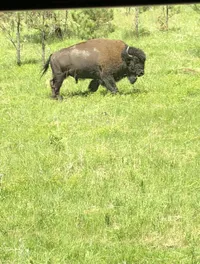 Close to a Bison with the Mount Rushmore and Black Hills Tour