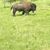 Close to a Bison with the Mount Rushmore and Black Hills Tour