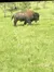 Close to a Bison with the Mount Rushmore and Black Hills Tour