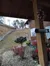 Alpine Coaster