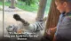 A young boy watches with a smile as a tiger playfully lies on its back against the glass of its enclosure at a zoo.