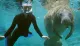 A snorkeler is swimming close to a large manatee in clear blue waters.