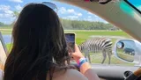 A person is taking a photo of a zebra from inside a car.