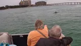 Two people are watching a dolphin from a boat near a bridge over the water.