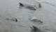 The image shows a pod of dolphins swimming near the surface of murky water.