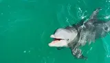 A dolphin is peeking out of the turquoise water with its mouth open, appearing to smile.