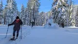 Two people are snowshoeing through a picturesque snowy forest under a clear blue sky.