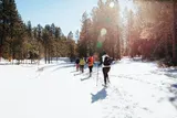 A group of people are cross-country skiing on a snow-covered trail through a pine forest on a sunny day.