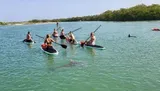 A group of people are paddleboarding in calm, clear waters close to a dolphin.
