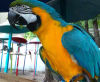Have Fun at Parrot Mountain & Tropical Bird Sanctuary