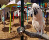 See Parrots at Parrot Mountain & Tropical Bird Sanctuary