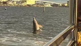 A dolphin is breaching near a waterfront with buildings and a bridge in the background.