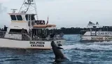 A dolphin is leaping out of the water near two boats labeled DOLPHIN CRUISES and DOLPHINS DOWN UNDER GLASS BOTTOM, while passengers observe from the decks.