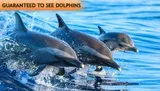 Three dolphins are leaping out of the blue water with a text above that says GUARANTEED TO SEE DOLPHINS.