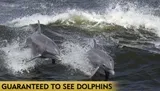 Two dolphins are leaping out of the water next to each other with a caption that reads GUARANTEED TO SEE DOLPHINS below them.