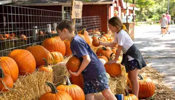 Two children are selecting pumpkins from a pumpkin patch at a farm.