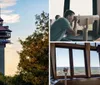 The image shows a tall observation tower with a distinctive hexagonal structure at the top set against a backdrop of a sunset sky and surrounded by trees