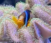 A family enjoys an underwater tunnel at an aquarium with text promoting exhibits like jellyfish and sharks and featuring an inset image of a colorful octopus sculpture and fountains