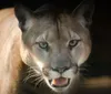 The image shows the intense gaze of a puma with its mouth slightly open captured in a shadowy light