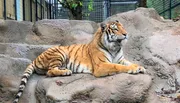 A tiger is lounging on a rocky surface in an enclosed area.