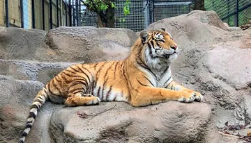A tiger is lounging on a rocky surface in an enclosed area.