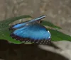 A child is looking closely with wide eyes at a butterfly perched on their nose