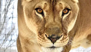 National Tiger Sanctuary in Branson, MO
