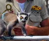 A man in a zookeepers uniform is holding a small box to a tigers ear and the tiger is seemingly attentive or curious about the object