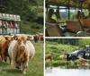 Amazing Scottish Highland Cows