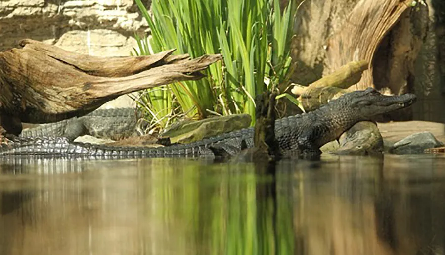 An alligator rests by the water's edge, surrounded by lush vegetation and wooden logs, with its reflection shimmering on the water surface.