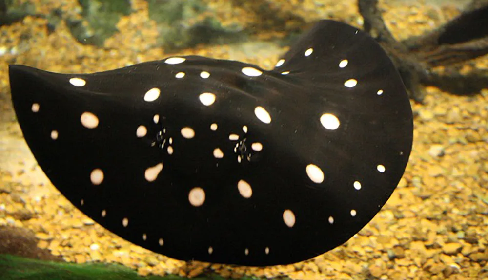 The image features a black stingray with white spots swimming above the gravelly bottom of its aquatic environment