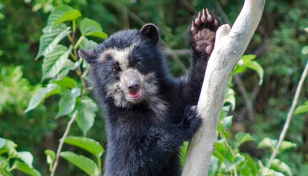 A spectacled bear cub is clinging to a small tree with one paw raised appearing curious or playful