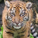Nashville Zoo at Grassmere: Fast Track Ticket