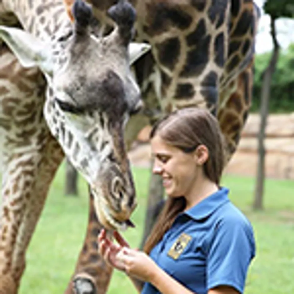 A person in a blue shirt is feeding a giraffe outdoors