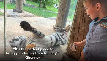 A young boy watches with a smile as a tiger playfully lies on its back against the glass of its enclosure at a zoo.