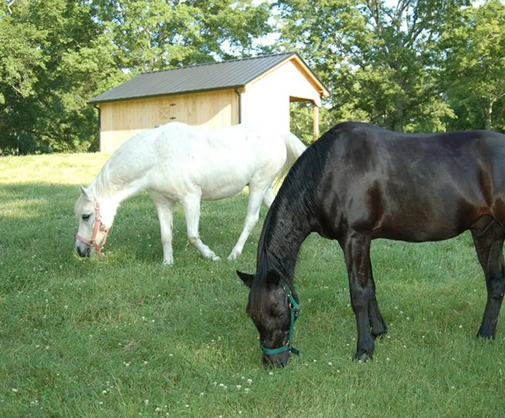 A white and a black horse are grazing peacefully in a green field with a small building in the background