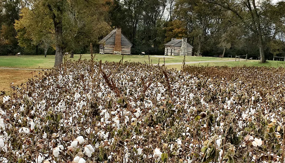 A field of cotton in the forefront frames rustic log cabins among trees in a pastoral landscape