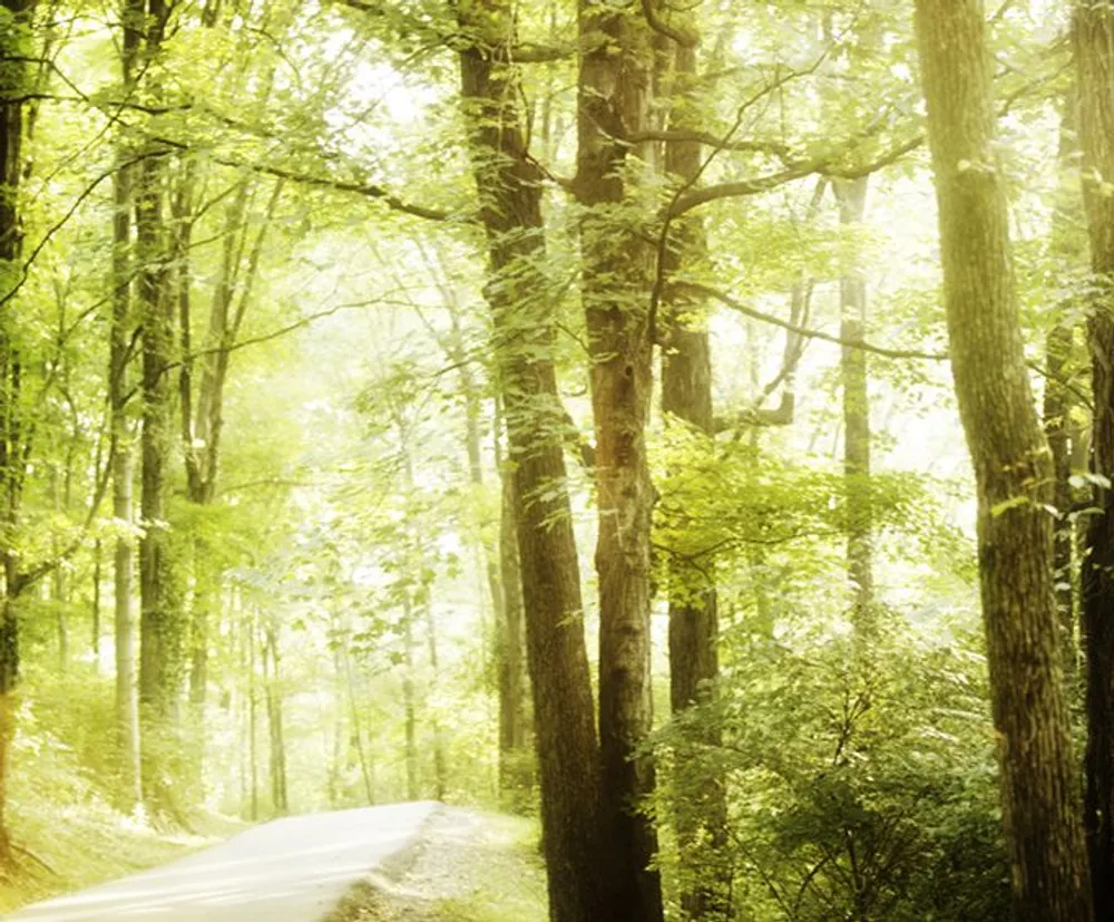 The image captures a tranquil sunlit forest scene with a winding road meandering through the dense trees