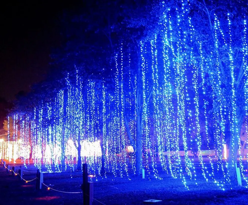 The image shows a nighttime scene of trees adorned with cascading blue lights creating a magical illuminated atmosphere