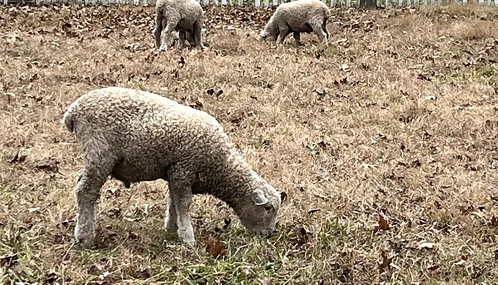 Sheep are grazing in a field covered with dried leaves